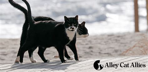 best cat charities|Alley Cat Allies .